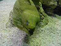 groene murene