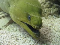 groene murene