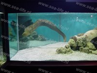 groene murene