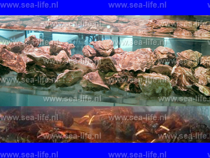 PRIMEUR SEALIFE