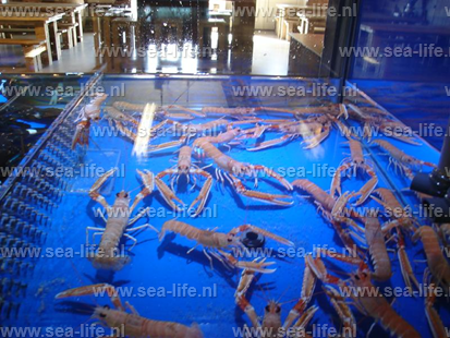 Aquaria met  Langoustine’s, schelpen en scheermessen
