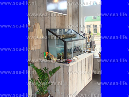 Homarium Kabinet voor  oesters en kreeft