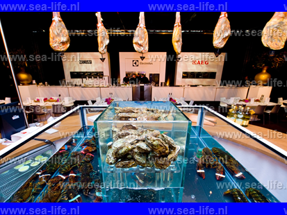 Homarium beursmodel IJsbeer