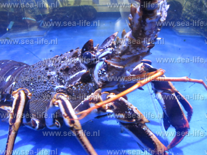 Homarium Sealife en Langoust