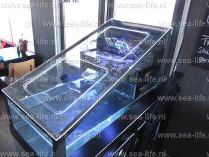 Design homarium voor zilte kreeft en levende oesters.