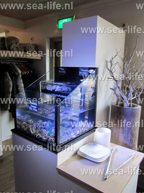 Fruits de Mer prachtig gepresenteerd op een plateau. Smakelijke levende oesters.