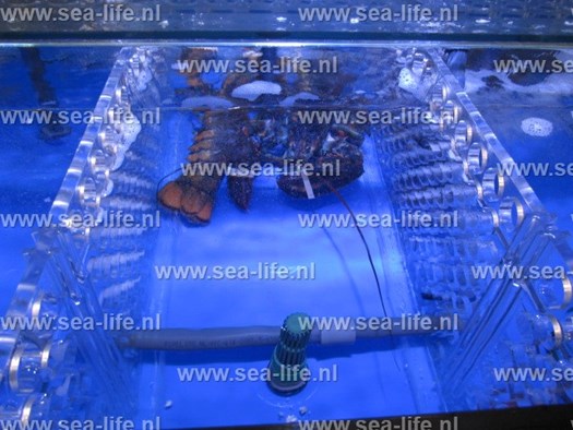 Leefsysteem schaal- en schelpdieren