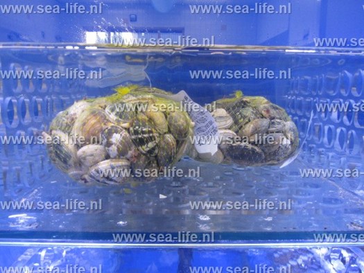 Leefsysteem schaal- en schelpdieren