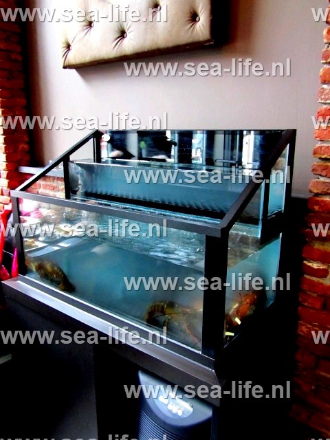 Homarium met extra oesterbalk