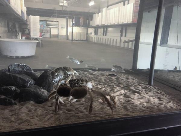 Zeeaquarium  Zeeverse Vismarkt Den Oever