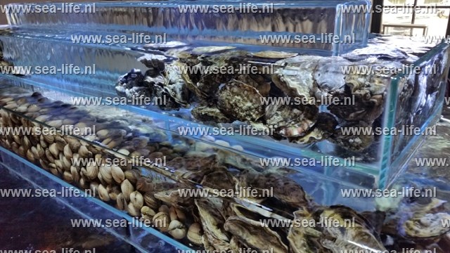 Verse heerlijke oesters en kokkels!