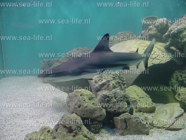 Project van 5000 liter.