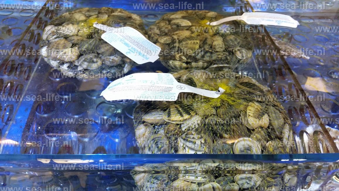 Homarium voor levende kreeft, oesters, kokkels en nog veel meer!