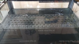 Homarium Flathead oesterrek