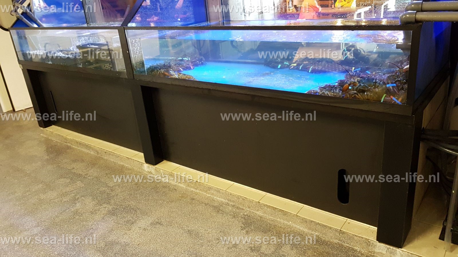 Zeer uitgebreid leefsysteem met veel keuze uit diverse schaal- en schelpdieren