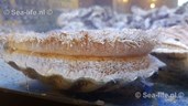 IMG-20190111-WA0000