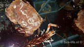 IMG-20181217-WA0002