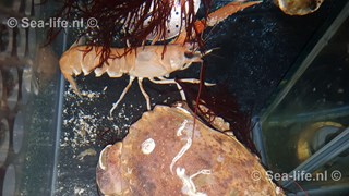 IMG-20181217-WA0003
