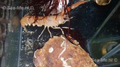 IMG-20181217-WA0003
