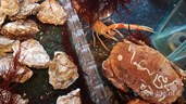 IMG-20181217-WA0004