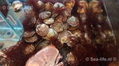 IMG-20181217-WA0006