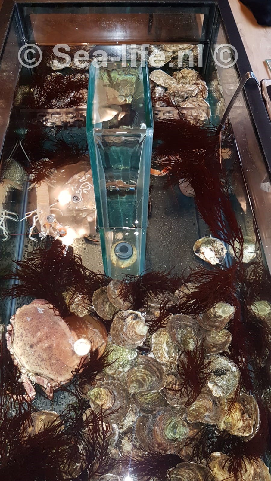 Leefsystemen van Sea-life helder en sprankelend als de zee!