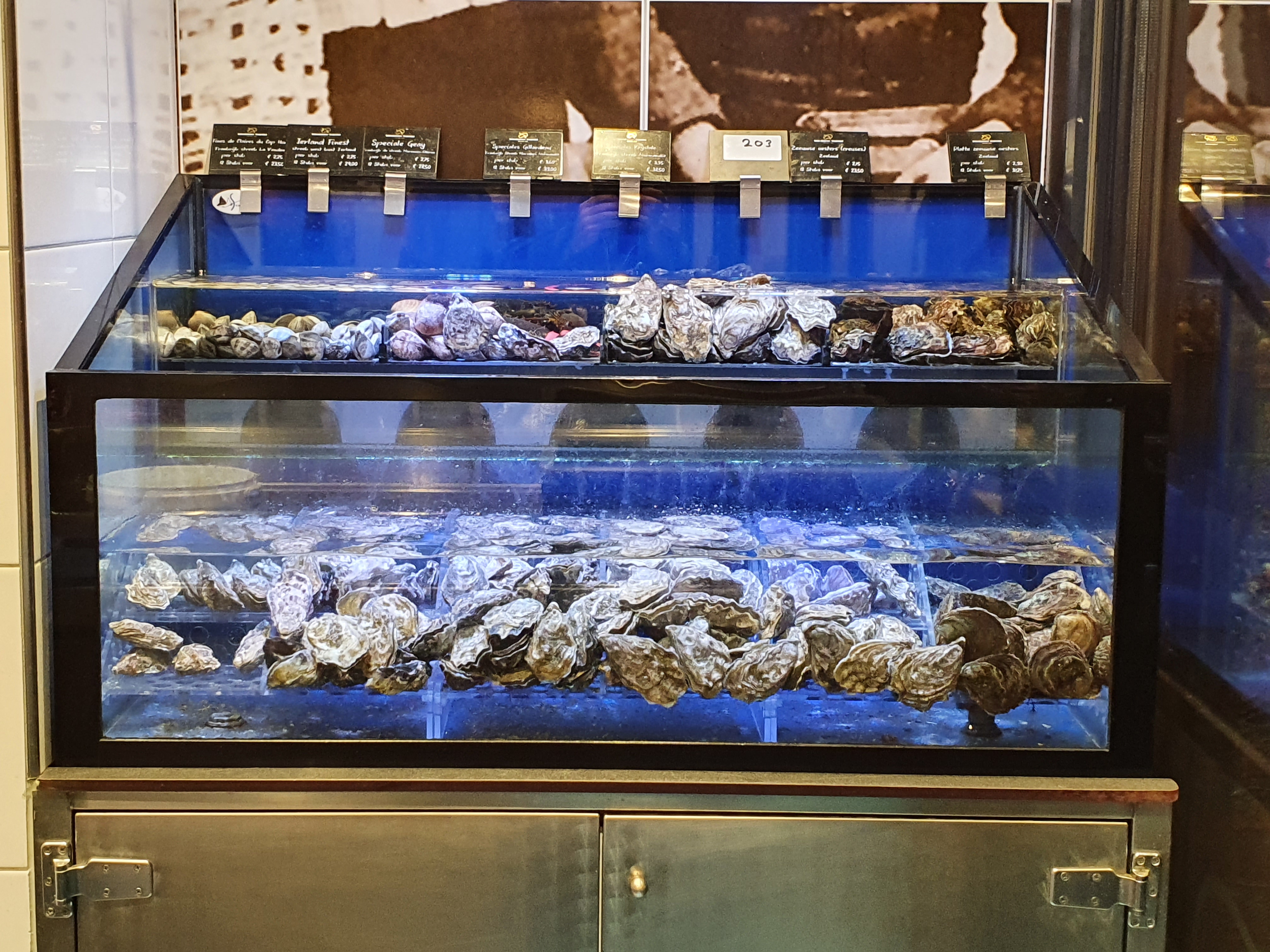 Schelpdieren tribune in Sea-life homarium