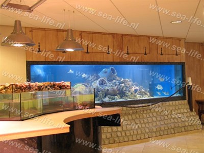 Roofvissen aquarium